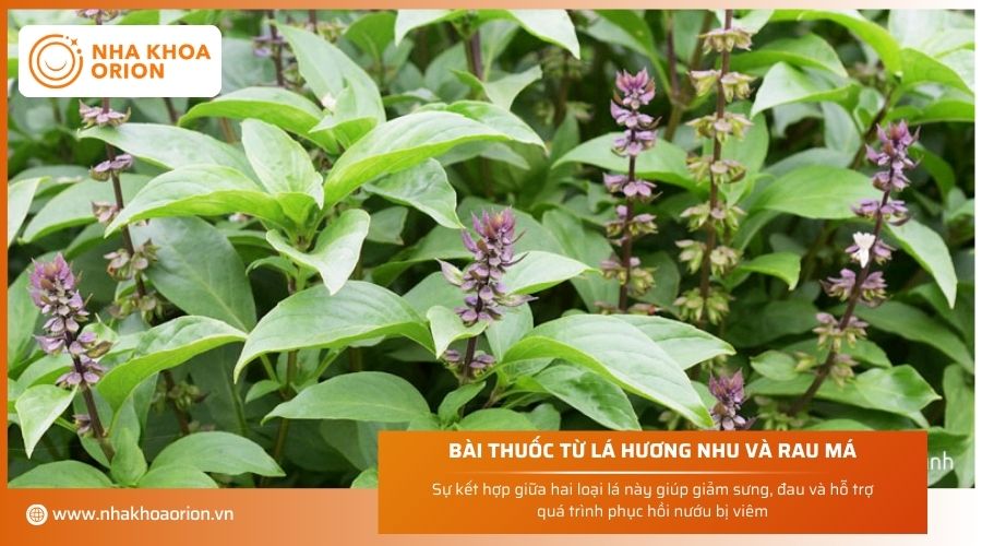 Bài thuốc dân gian chữa viêm lợi từ lá hương nhu và rau má