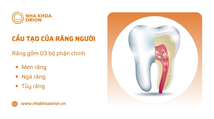 Cấu tạo của tăng người