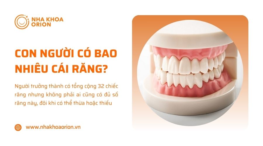 Giải đáp con người có bao nhiêu cái răng