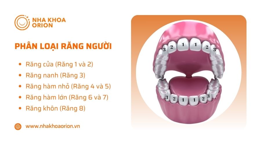 Phân loại răng người và chức năng của từng nhóm răng