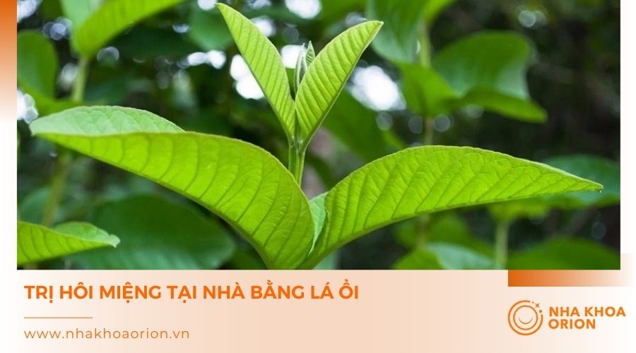 C&aacute;ch trị h&ocirc;i miệng bằng l&aacute; ổi