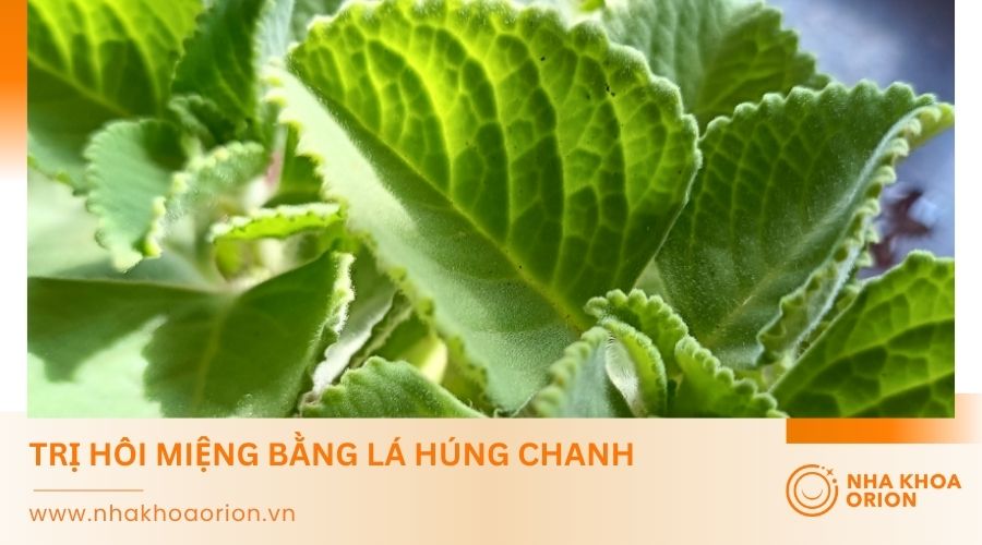 L&aacute; h&uacute;ng chanh gi&uacute;p trị h&ocirc;i miệng hiệu quả