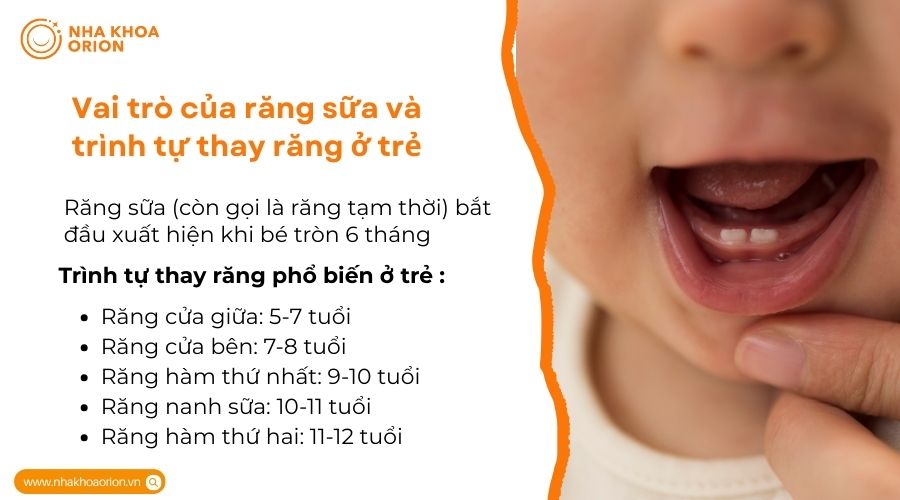 Vai tr&ograve; của răng sữa v&agrave; tr&igrave;nh tự thay răng ở trẻ