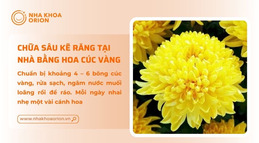 Hoa c&uacute;c v&agrave;ng c&oacute; thể l&agrave;m chậm tiến tr&igrave;nh s&acirc;u răng