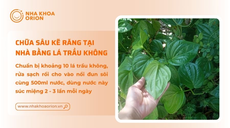 Chữa s&acirc;u kẽ răng bằng l&aacute; trầu kh&ocirc;ng