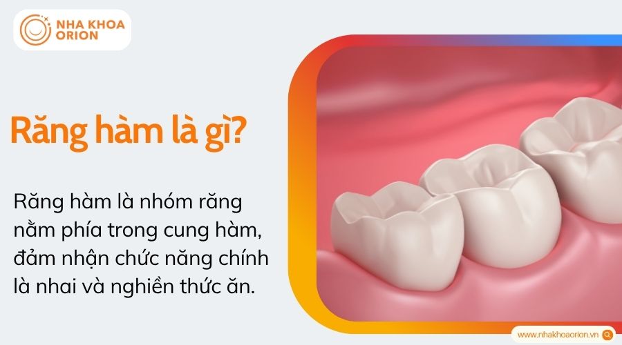 Răng h&agrave;m l&agrave; g&igrave;?