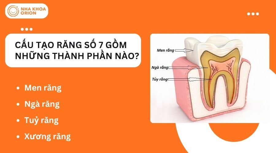 Cấu tạo răng số 7 gồm những thành phần nào?