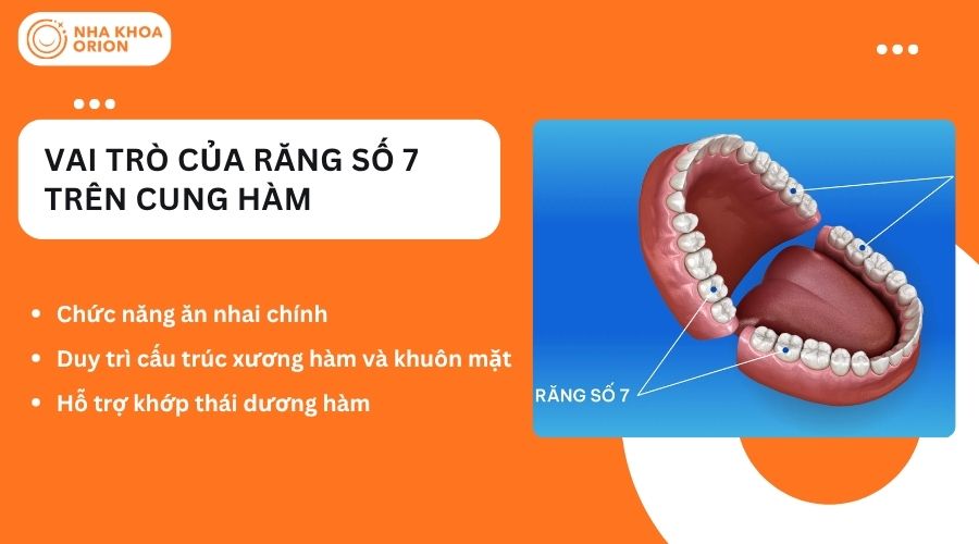 Vai trò của răng số 7 trên cung hàm