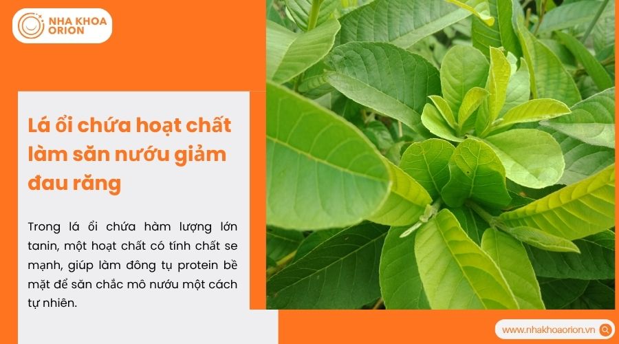 L&aacute; ổi chứa hoạt chất l&agrave;m săn nướu giảm đau răng