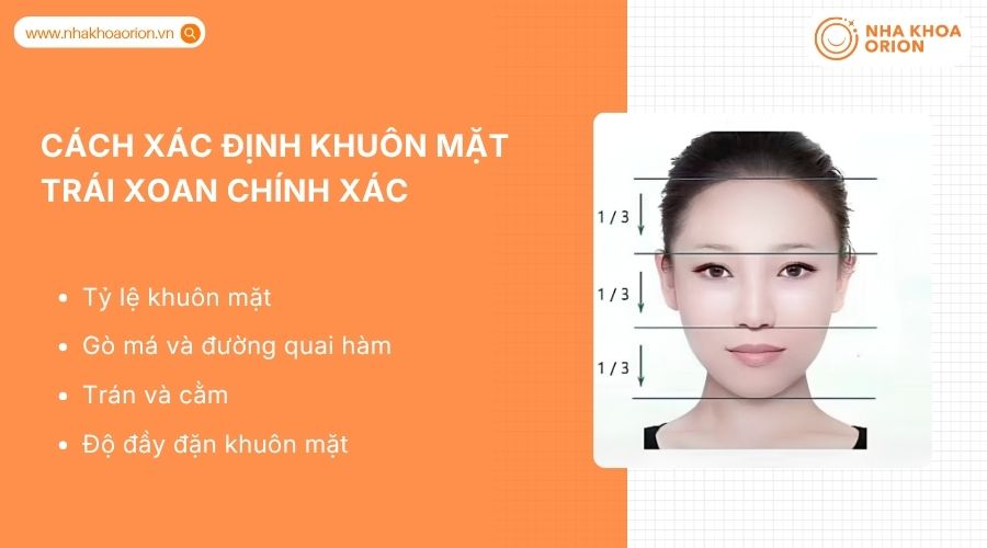 Khu&ocirc;n mặt tr&aacute;i xoan được x&aacute;c định qua tỷ lệ h&agrave;i h&ograve;a v&agrave; c&aacute;c đường n&eacute;t c&acirc;n đối