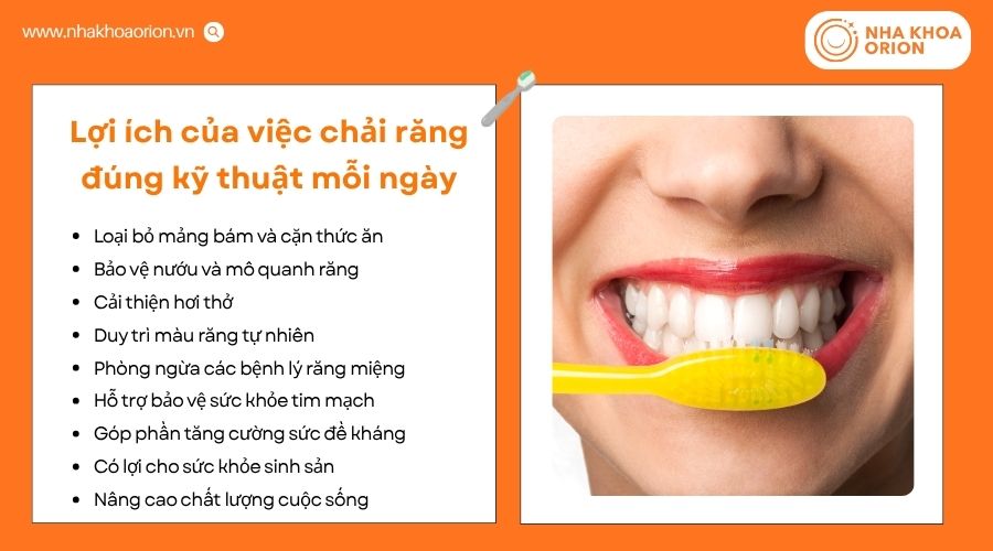 Chải răng đ&uacute;ng kỹ thuật mỗi ng&agrave;y gi&uacute;p bảo vệ răng miệng hiệu quả