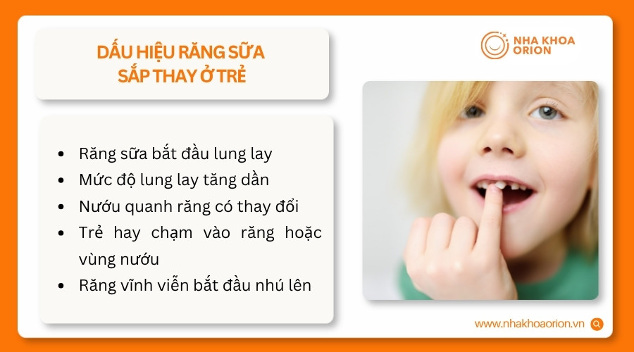 Răng lung lay v&agrave; nướu thay đổi thường b&aacute;o hiệu răng sữa đang bước v&agrave;o giai đoạn thay