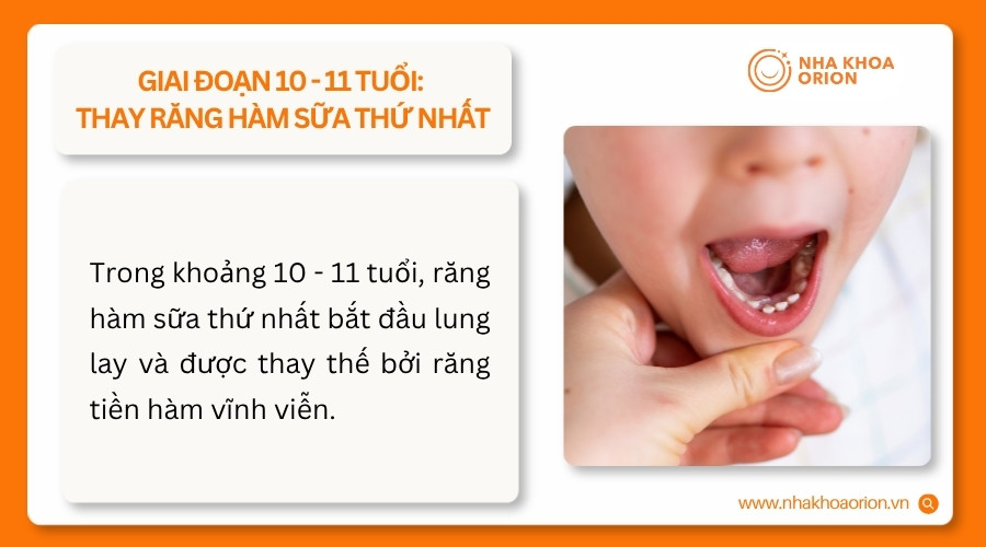 Trẻ 10 - 11 tuổi thường thay răng h&agrave;m sữa thứ nhất bằng răng tiền h&agrave;m vĩnh viễn