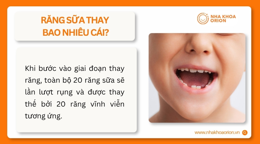 To&agrave;n bộ 20 răng sữa của trẻ sẽ lần lượt được thay bằng răng vĩnh viễn&nbsp;