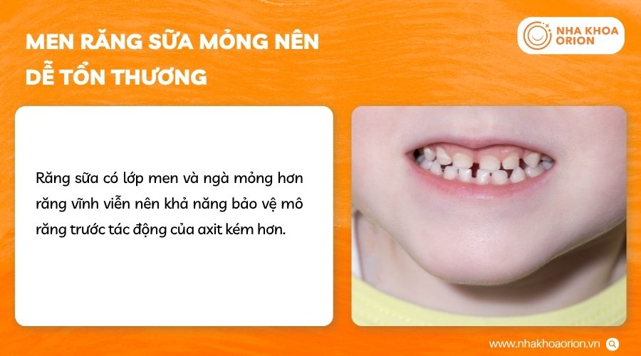 Răng sữa có cấu trúc mỏng nên dễ bị tổn thương hơn